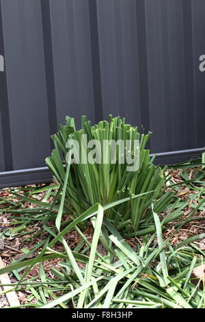 Australian native green lomandra longifolia tanika grass or basket ...