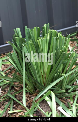 Australian native green lomandra longifolia tanika grass or basket ...