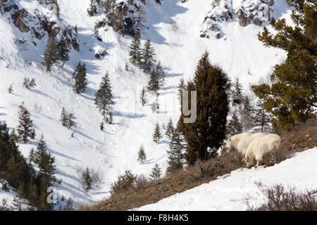 A mountain goat overlooks a steep drop-off as another grazes in the Snake River Mountains of Wyoming. Stock Photo