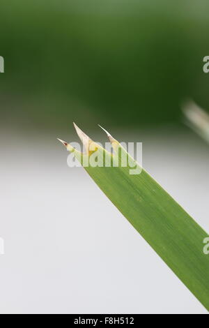 Macro shot of Lomandra hystrix Lomandra longifolia grass blade showing the teeth and end point of grass