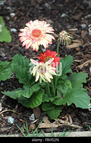 Gerbera jamesonii - burst of colour planteed in the ground Stock Photo