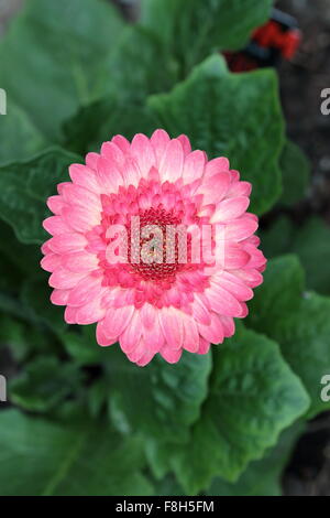 Gerbera jamesonii - burst of colour Stock Photo