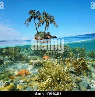 Split image over and under sea surface near an islet with two coconut trees above waterline and corals with starfish underwater Stock Photo