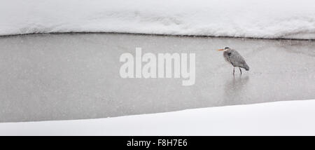 A great blue heron stands in a partially frozen pond as snow falls in Grand Teton National Park, Wyoming. Stock Photo