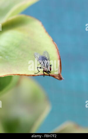 Fly on pitcher plant Stock Photo