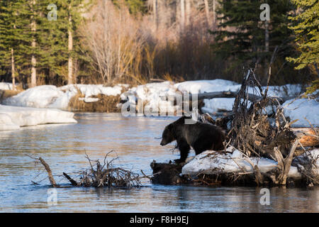 Grizzly Bear #760 of Grand Teton National Park standing on a log along the Buffalo Fork River, Wyoming Stock Photo