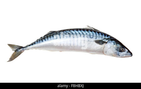 Single fresh mackerel fish.  Isolated over white background Stock Photo