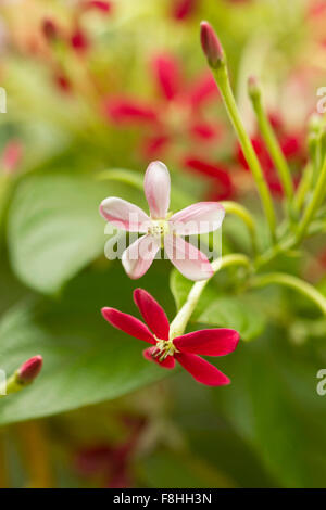 Close up of a Rangoon creeper (Quisqualis indica), Goa, India Stock Photo