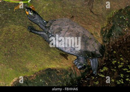 South American Yellow spotted Amazon river turtle (Podocnemis unifilis) Stock Photo