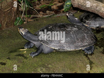 Pair of South American Yellow spotted Amazon river turtles (Podocnemis unifilis) Stock Photo