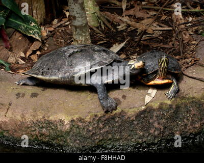Yellow spotted Amazon river turtle (Podocnemis unifilis) together with a Cumberland slider (Trachemys scripta troosti) Stock Photo