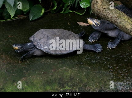 Pair of South American Yellow spotted Amazon river turtles (Podocnemis unifilis) Stock Photo