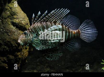 Mature Indo-Pacific Red Lionfish ( Pterois volitans), a venomous reef fish, invasive species in the Caribbean Stock Photo