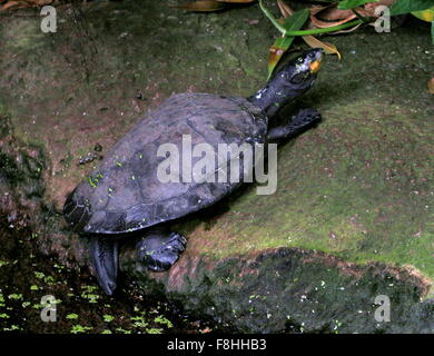 South American Yellow spotted Amazon river turtle (Podocnemis unifilis) on the shore Stock Photo