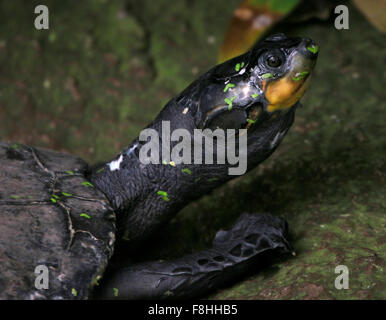 South American Yellow spotted Amazon river turtle (Podocnemis unifilis), closeup of the head, covered in water cress Stock Photo