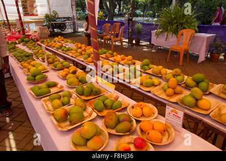 Display of Mango varieties at a Mango festival held in Panaji Goa. Stock Photo