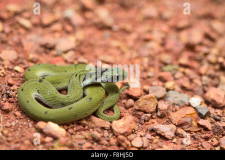 Green keelback juvenile, Macropisthodon plumbicolor a non-venomous snake that is endemic to the Western Ghats of India. Stock Photo