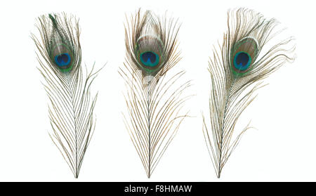 Three Peacock Feathers isolated on a white background Stock Photo