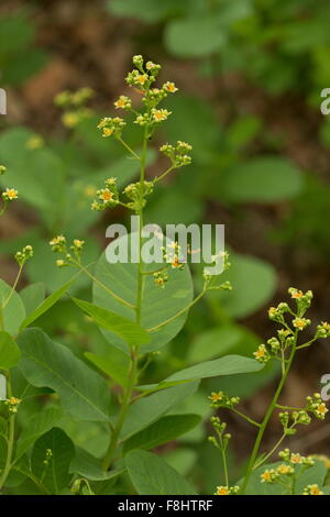 Smoke bush, Cotinus coggygria, in flower in light woodland, Apennines, Italy. Stock Photo