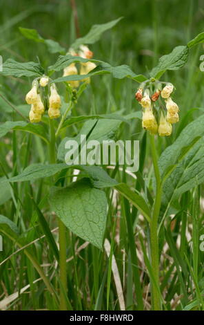Tuberous comfrey, Symphytum tuberosum in flower, Apennines. Stock Photo