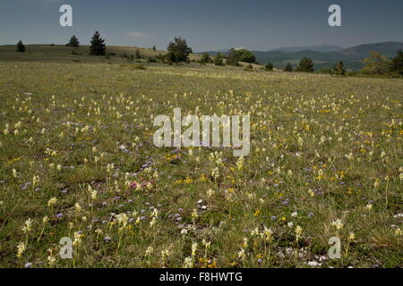 Flowery montane grassland, with few-flowered orchids, globularia etc at 1500m in Monti Sibillini, Italy Stock Photo
