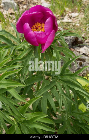 Common peony, Paeonia officinalis in flower in the Apennines, Italy.