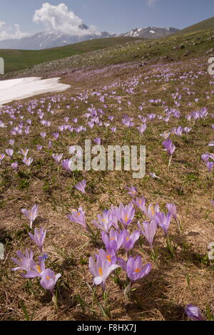 Spring Crocus, Crocus vernus growing in masses at about 1600m, Gran Sasso and Monti della Laga National Park Stock Photo