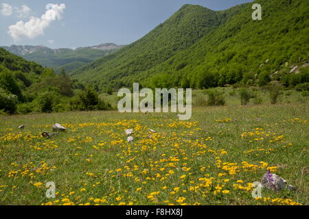 Flowery grassland and forest in spring, in the Val Fondillo, Abruzzo National Park, Italy. Stock Photo