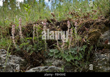 Engleria Saxifrage, Saxifraga porophylla on rocks, endemic to the southern apennines, in Abruzzo National Park. Stock Photo