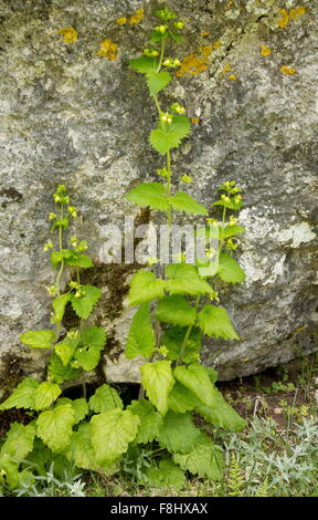 Yellow figwort, Scrophularia vernalis in flower on limestone cliff, Abruzzo Stock Photo