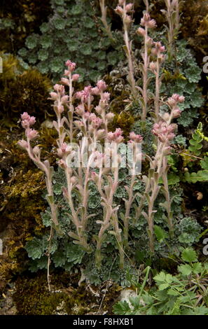 Engleria Saxifrage, Saxifraga porophylla on rocks, endemic to the southern apennines, in Abruzzo National Park. Stock Photo
