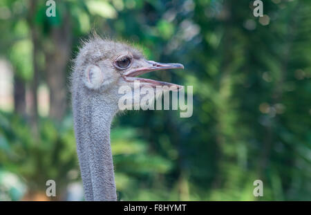 Ostrich (Struthio camelusin) - Khaokiaw zoo. Thailand Stock Photo