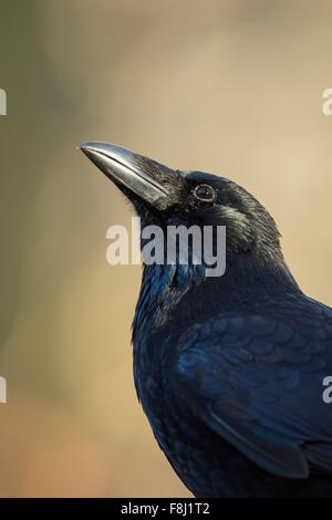 Nice head Portrait of Carrion Crow / Rabenkraehe ( Corvus corone ) in front of beautiful clean autumn-colored background. Stock Photo