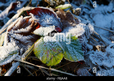 Frost on leaves lying on the ground in bright sunshine on a winters day. Stock Photo