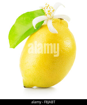 lemon with lemon flower and leaf isolated on the white background. Stock Photo