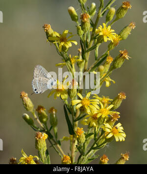 Dittrichia viscosa flowers with Long-tailed Blue Butterfly - Lampides boeticus Stock Photo
