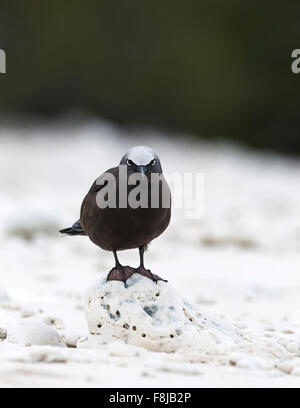 White capped noddy (Anous Minutus) stands on piece of coral, Great Barrier Reef, Lady Elliot island, Queensland, Australia Stock Photo