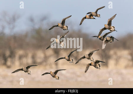 Namaqua sandgrouse (Pterocles namaqua) flock in flight with wings spread. Etosha National Park, Namibia Stock Photo