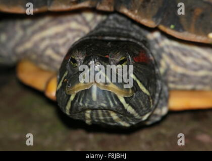 Red-eared slider, red-eared terrapin, Rotwangen-Schmuckschildkröte