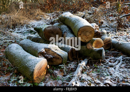 Frosty piles of tree logs in winter Stock Photo