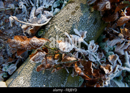 Frosty leaves on a log on a cold winters day in the United Kingdom. Stock Photo
