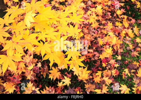 Kyoto, Japan - November 24, 2013: Autumn season,The leave change color of red in Temple japan Stock Photo