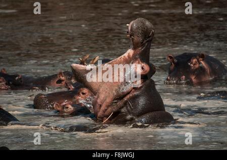 Hippopotamus fighting for deep water in dry season, Masai Mara, Kenya Stock Photo