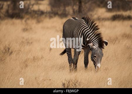 Grevy's Zebra grazing in Amboseli national park, Kenya Stock Photo