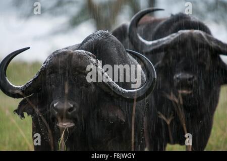 Two cape buffalo standing in rain, Lake Nakuru, Kenya