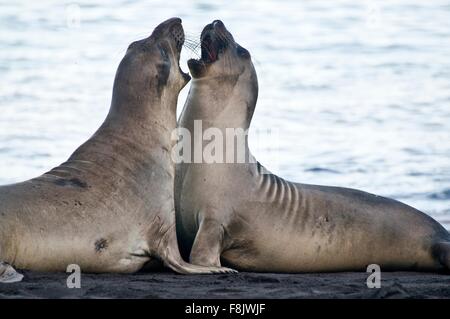 Two northern elephant seals fighting face to face on beach at Guadalupe Island, Mexico Stock Photo