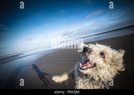 Jackapoo dog snarls with joy whilst playing ball on the beach Stock Photo