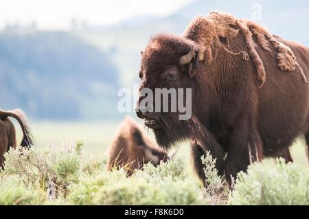 American bison grazing in Lamar Valley, Yellowstone National Park, Wyoming, USA Stock Photo