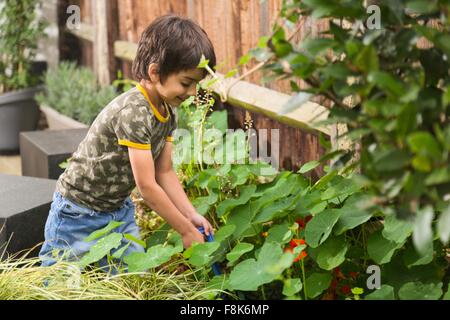 Side view of boy in garden digging plants looking down smiling Stock Photo