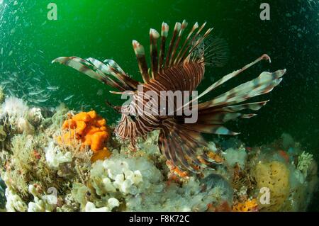 Underwater view of lion fish and coral reef, Isla Holbox, Quintana Roo, Mexico Stock Photo